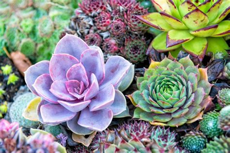 11 Best Succulents For Your Home + Tips To Help Them Thrive