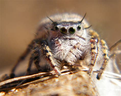 Female Jumping Spider - What's That Bug?