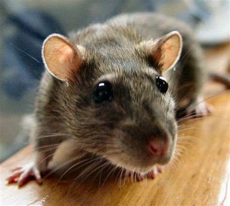 Idiom of the Week: “Smell a Rat” – US Adult Literacy