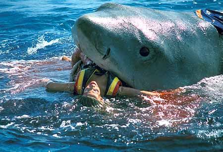 News Images: Shark Attacks / Humans / Man / Pictures