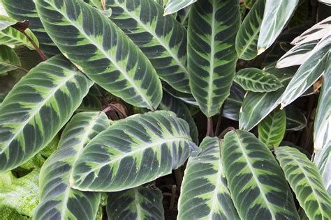 How to Plant, Grow, and Care for Calathea Plant Indoors