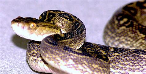 The Irritable Habu Snake | Critter Science