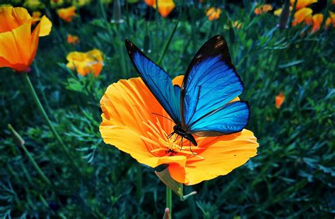 Menelaus blue morpho butterfly on California poppy flower - PixaHive