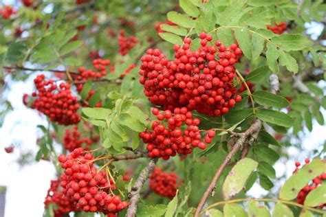 Chinese Tree Fruit | Fruit Trees