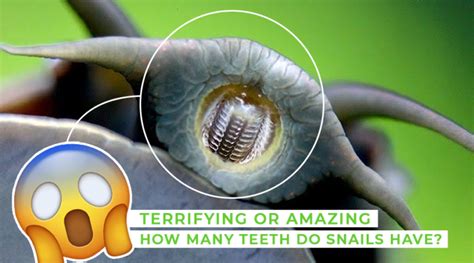 Terrifying Or Amazing: How Many Teeth Do Snails Have? » Top Cosmetic Dentist In San Diego ...