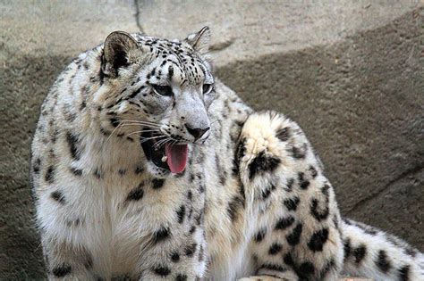 Snow Leopard Adaptations on emaze