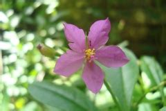 Waterleaf facts and health benefits