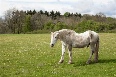 Swayback Horses: Ride or Retire? It Depends. - Horse Rookie