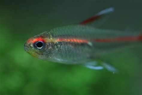 Glowlight Tetra | Marine life, Fish pet, Glowlight