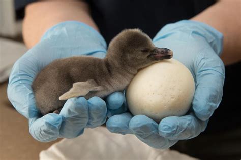 The Penguins are Hatching at Oregon Zoo - ZooBorns