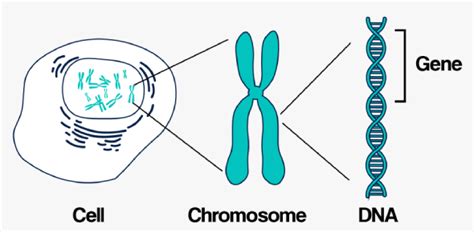 Genes And Chromosomes Quiz: MCQ Test - Trivia & Questions