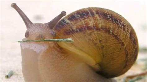 Why Dentists Should Fear Snails : Krulwich Wonders... : NPR