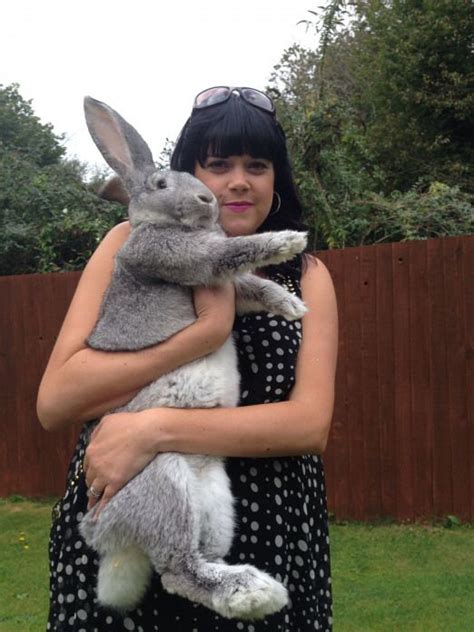 Giant Continental Rabbit Chincilla 6 months I want a trio of these beauties #rabbithouses ...