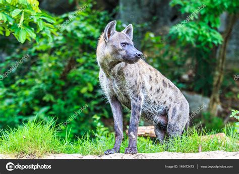 Hyena hunting in forest — Stock Photo © Deerphoto #148472473