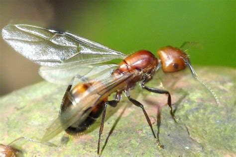 Are flying ants swarming around your house? This is how to get rid of them