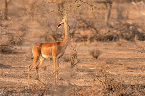 Gerenuk Facts: The Sweet, The Awesome & The Absurd