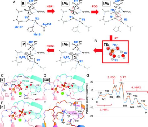 The ATP hydrolysis reaction path of F-form actin, simulated by QM/MM ...