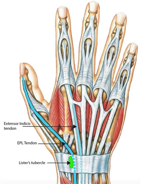 Common Extensor Tendon Anatomy