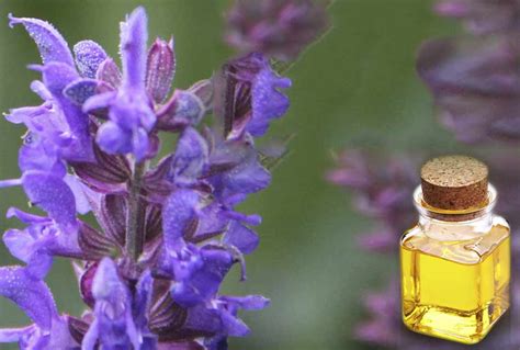 Hyssop facts and health benefits