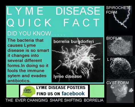 Lyme disease quick fact: Did you know that the bacteria that causes Lyme disease is so smart it ...