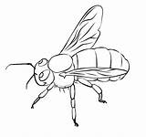 Free Printable Bee Coloring Pages For Kids sketch template
