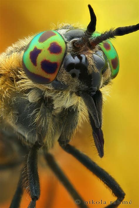 Another bloodsucker (studio stacks and stereos) | Macro photography insects, Weird insects ...