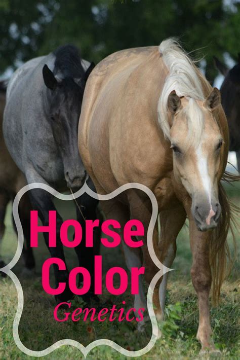 27 best Horse Coat Color Genetics images on Pinterest | American quarter horses, Quarter horses ...