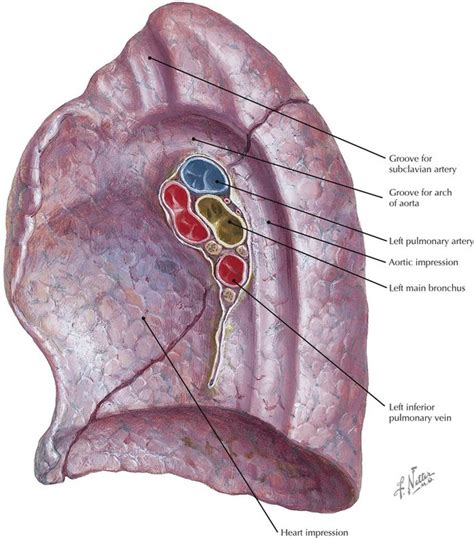 Thorax | Radiology Key