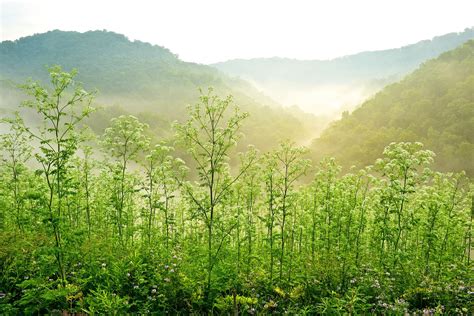 Chief Logan State Park - West Virginia State Parks - West Virginia ...