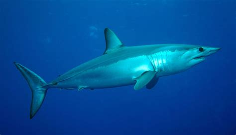 Shortfin mako (Bottlenose shark) - Atlantic Guardians