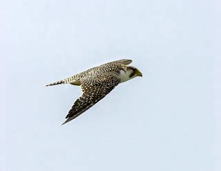 Peregrine Falcon (Falco peregrinus cassini) | Rio Grande, Ti… | Flickr