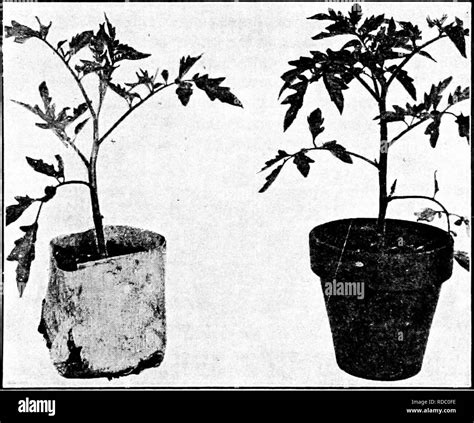 Potting tomato Black and White Stock Photos & Images - Alamy
