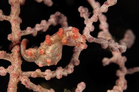 Pygmy Seahorse - Seahorse Facts and Information