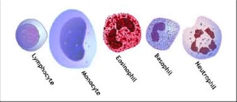 4 Types Of White Blood Cells