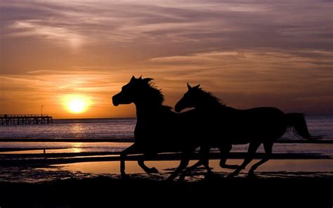 Horse On Beach Wallpapers - Top Free Horse On Beach Backgrounds - WallpaperAccess