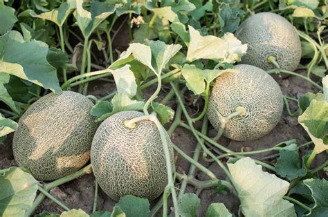 How to Plant and Grow Melons - Harvest to Table