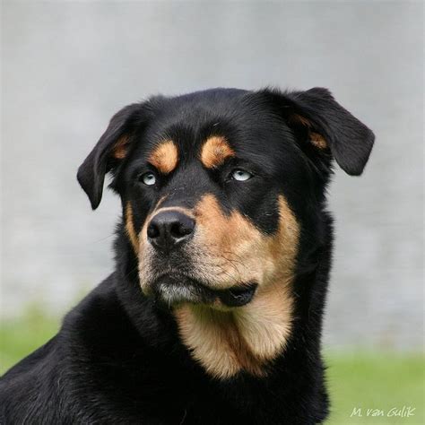 rottweiler - husky mix | Rottweiler husky mix, Rottweiler mix, Mixed breed dogs