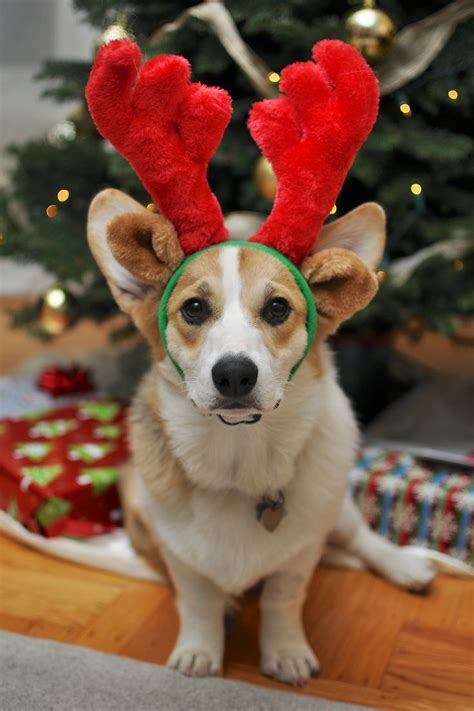 Christmas Corgi | Buy me a Corgi puppy please!!!! | Pinterest