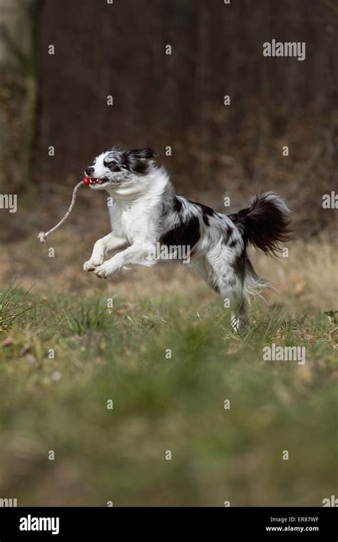 playing Border Collie Stock Photo - Alamy