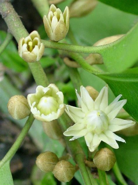 Assam, October 2002 - whitelotus | Beautiful flowers, Planting flowers ...