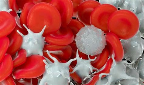 Fungsi Sel Darah Merah | RuangBiologi.Co.Id