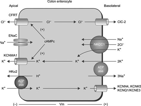 New Potassium Binders for the Treatment of Hyperkalemia | Hypertension