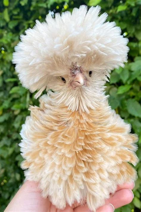 Top 6 Utterly Cute Chicken Breeds (with Pictures) in 2022 | Beautiful chickens, Fancy chickens ...