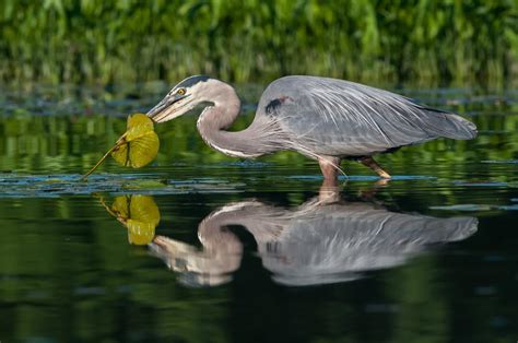 Seven important things to know about wetlands | Canadian Geographic