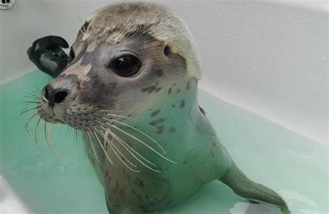 So, what do all the seals at Seal Rescue Ireland get up to over Christmas?