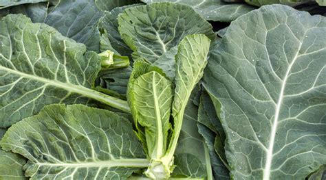 Benefits of Collard Greens - Benefits Of