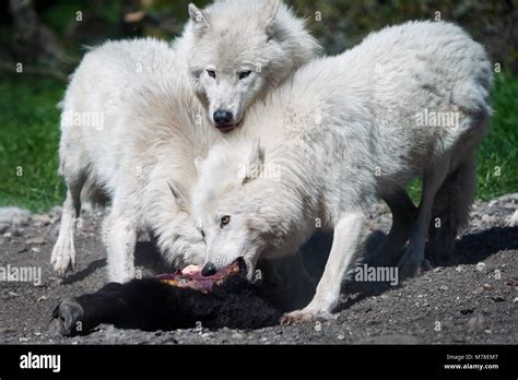 Arctic wolves eating raw meat in their habitat Stock Photo - Alamy