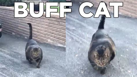 Buff Cat Meme