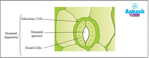 Epidermal Tissue System: Functions, Components & Structure | AESL