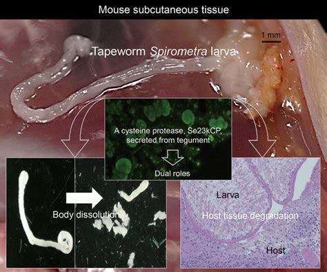 Tapeworm-related cutaneous larva migrans is caused by a cysteine protease from the larvae ...